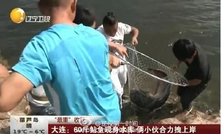 大连男子钓上60斤大鲶鱼 不忍吃放生了