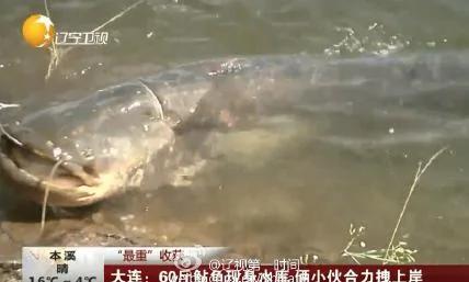 大连男子钓上60斤大鲶鱼 不忍吃放生了