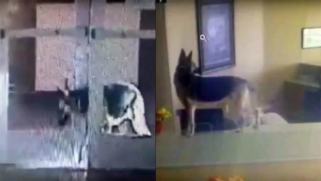 美国德国狼犬机智「越狱」 监视画面竟录惊人之举