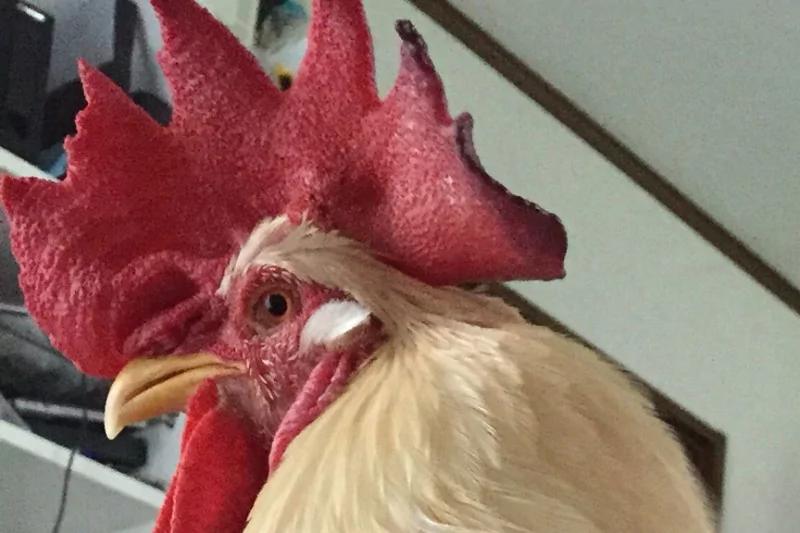 能听懂人话! 公鸡听命上楼叫小主人起床