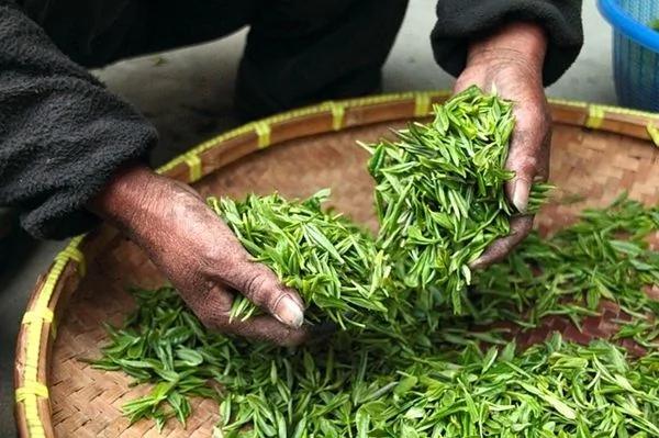爱茶之人必看!这些茶叶知识95%的茶友都不知道 图集