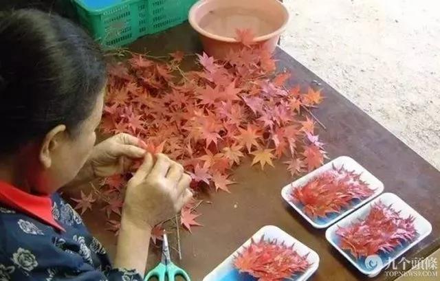 年收过亿 日本一村庄老人们的神奇故事 图集