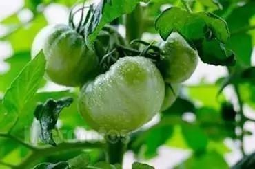 这9种蔬菜没煮熟千万别吃,有毒!