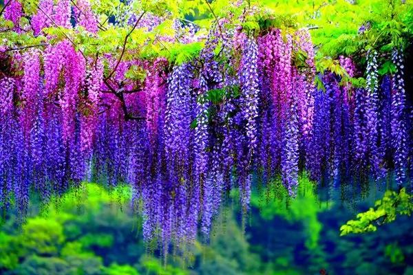 日本最美花海隧道 河内藤园多彩梦幻