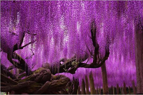 日本最美花海隧道 河内藤园多彩梦幻
