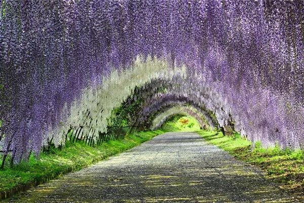 日本最美花海隧道 河内藤园多彩梦幻