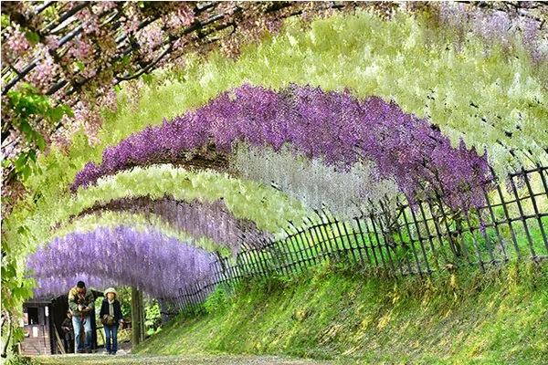 日本最美花海隧道 河内藤园多彩梦幻