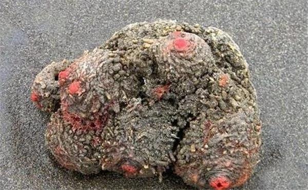 男子沙滩发现怪石 切开后有肉会动 当场卖出高价