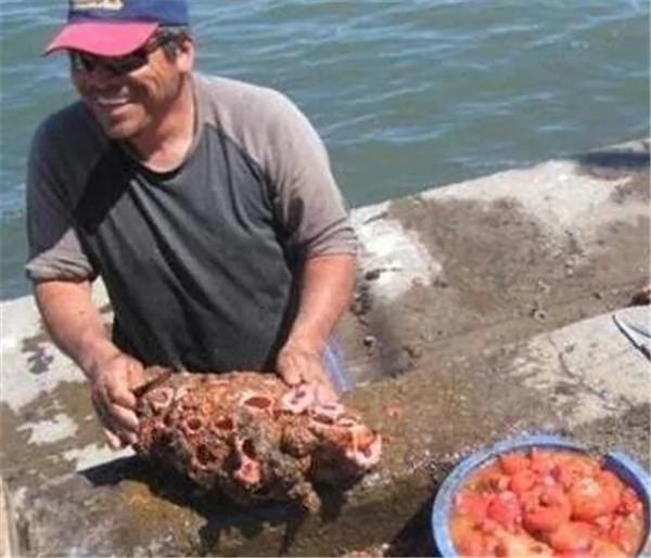 男子沙滩发现怪石 切开后有肉会动 当场卖出高价