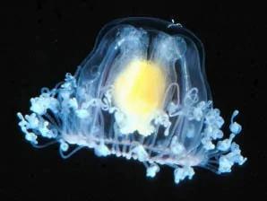 具有返老还童能力的“不死”生物