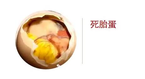 太可怕!6种鸡蛋要人命,你还敢吃吗