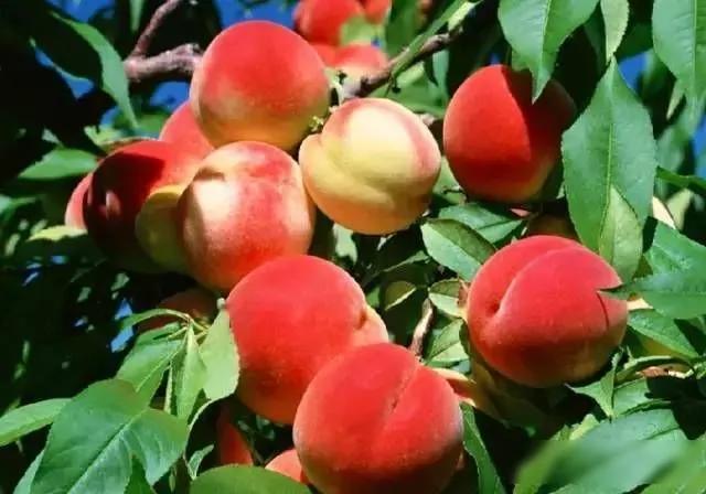 美国公布10大最脏的蔬菜水果 第1名竟然是它?图集