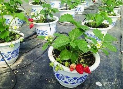 教你如何盆栽草莓 好吃又健康 再也不用去买草莓啦