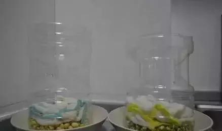 1个可乐瓶就能种出全家人吃的豆芽菜 关键还这么简单
