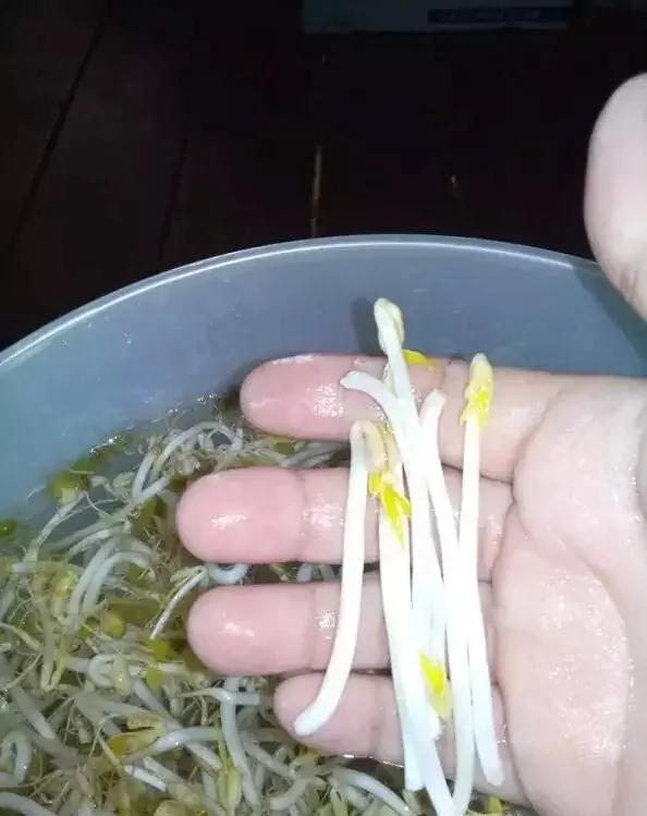 1个可乐瓶就能种出全家人吃的豆芽菜 关键还这么简单