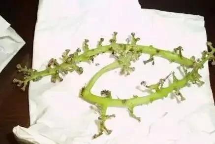 用“它”洗水果 竟比苏打粉 盐巴清洁效果更强100倍