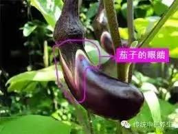 菜贩子从不外传的16个买菜窍门,赶紧背下来 图