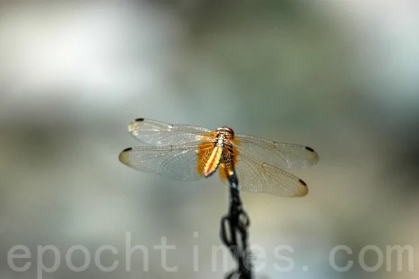 蜻蜓的晶瑩剔透薄翼從何而來，是進化論的難解謎團。（攝影:王仁駿/大紀元）