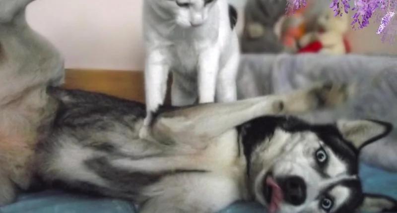 千万别把哈士奇跟猫养在一起 不然他会变成这样…… 第一张就让你笑到…