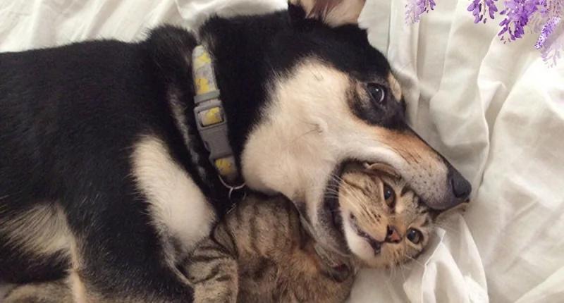 千万别把哈士奇跟猫养在一起 不然他会变成这样…… 第一张就让你笑到…
