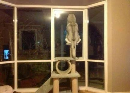 千万别把哈士奇跟猫养在一起 不然他会变成这样…… 第一张就让你笑到…