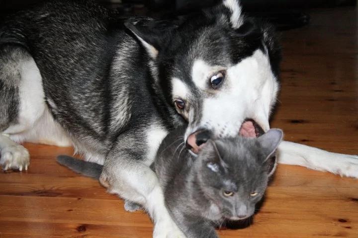 千万别把哈士奇跟猫养在一起 不然他会变成这样…… 第一张就让你笑到…