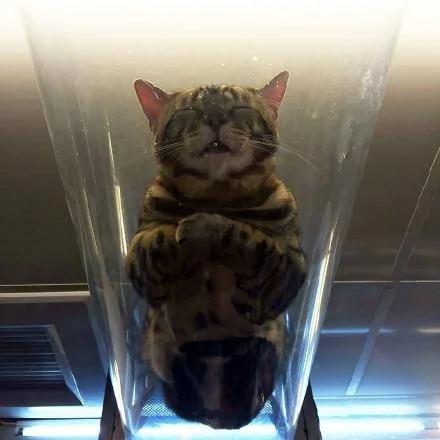 千万别把哈士奇跟猫养在一起 不然他会变成这样…… 第一张就让你笑到…