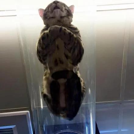 千万别把哈士奇跟猫养在一起 不然他会变成这样…… 第一张就让你笑到…