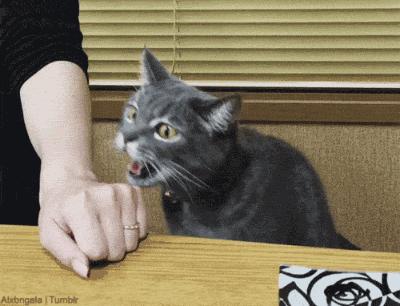 千万别把哈士奇跟猫养在一起 不然他会变成这样…… 第一张就让你笑到…