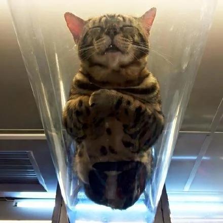 千万别把哈士奇跟猫养在一起 不然他会变成这样…… 第一张就让你笑到…
