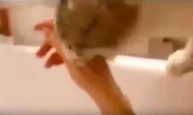 主人假装溺水 猫咪反应令人目瞪口呆