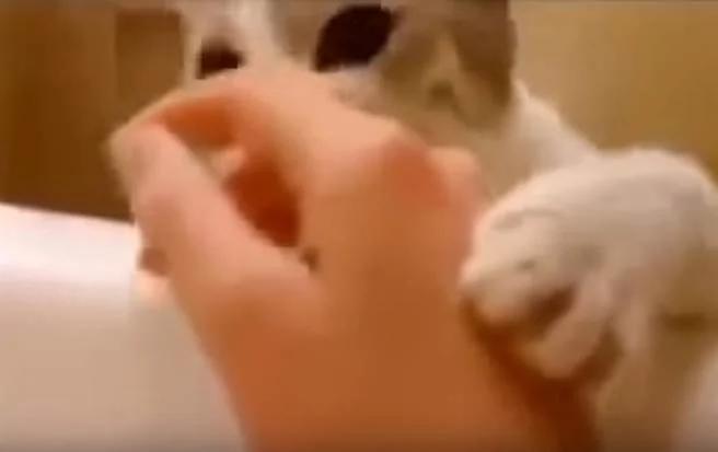 主人假装溺水 猫咪反应令人目瞪口呆