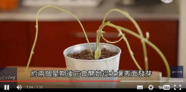 男子种出新品种“香蕉奇异果”!网路热议 但没想到是骗局!