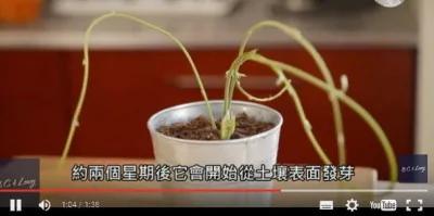 男子种出新品种“香蕉奇异果”!网路热议 但没想到是骗局!