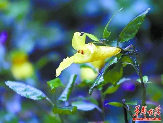 湖南现生存一亿年花朵 活蹦乱跳如活虾