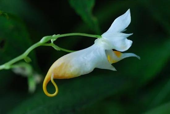 湖南现生存一亿年花朵 活蹦乱跳如活虾