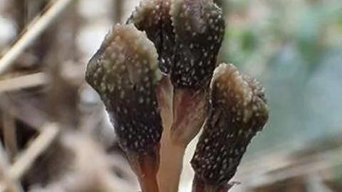 违反自然定律的神奇植物