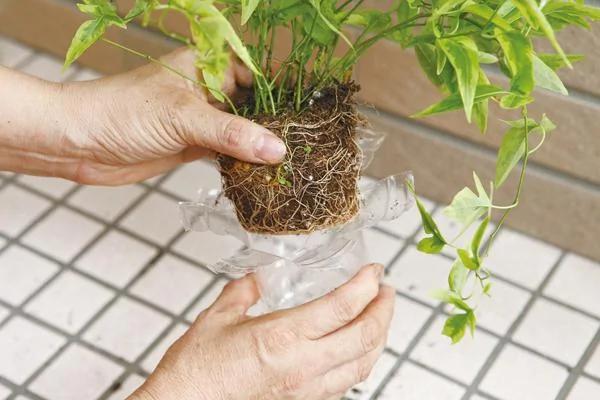 宝特瓶不要丢!省钱环保的宝特瓶花器5步骤搞定 图