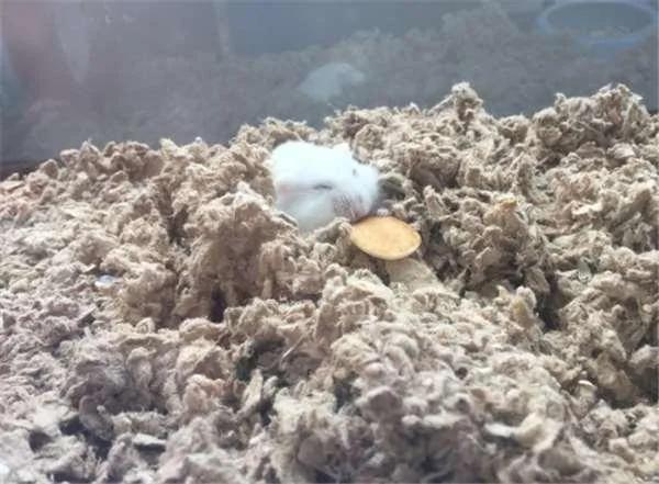 突然就没电了!24只光睡相就“可爱到可以征服世界”的仓鼠们 图集
