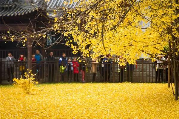 传说由唐太宗亲手栽种的“千年银杏树” 每到秋天落叶时…… 图集
