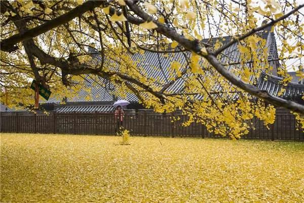 传说由唐太宗亲手栽种的“千年银杏树” 每到秋天落叶时…… 图集