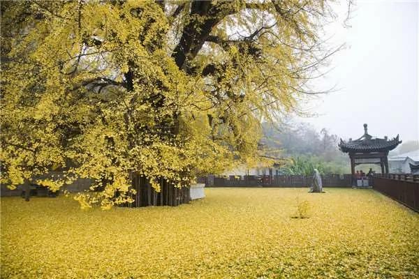 传说由唐太宗亲手栽种的“千年银杏树” 每到秋天落叶时…… 图集