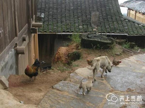 实拍中国最神秘的村子:家家都有持枪证 图集