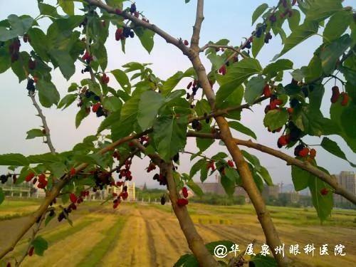 堪比冬虫夏草的“树” 一种树上下都是宝 更是恢复视力的良药 图集