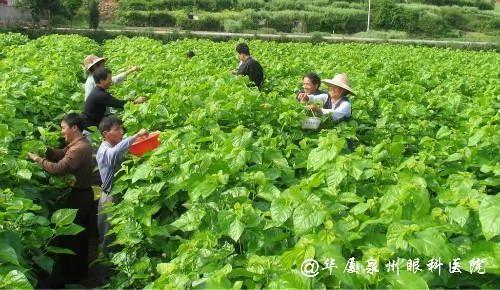 堪比冬虫夏草的“树” 一种树上下都是宝 更是恢复视力的良药 图集