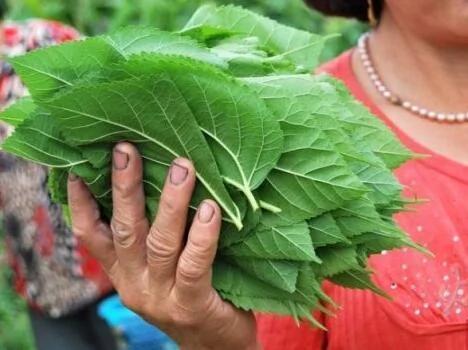 堪比冬虫夏草的“树” 一种树上下都是宝 更是恢复视力的良药 图集