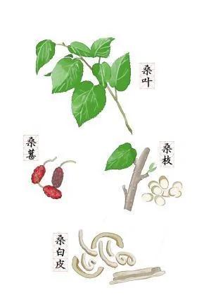 堪比冬虫夏草的“树” 一种树上下都是宝 更是恢复视力的良药 图集