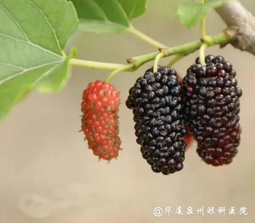 堪比冬虫夏草的“树” 一种树上下都是宝 更是恢复视力的良药 图集