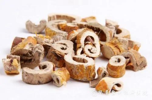 堪比冬虫夏草的“树” 一种树上下都是宝 更是恢复视力的良药 图集