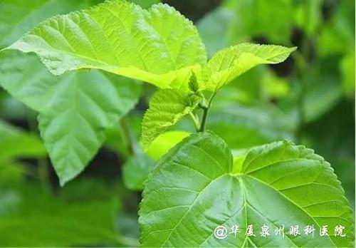 堪比冬虫夏草的“树” 一种树上下都是宝 更是恢复视力的良药 图集